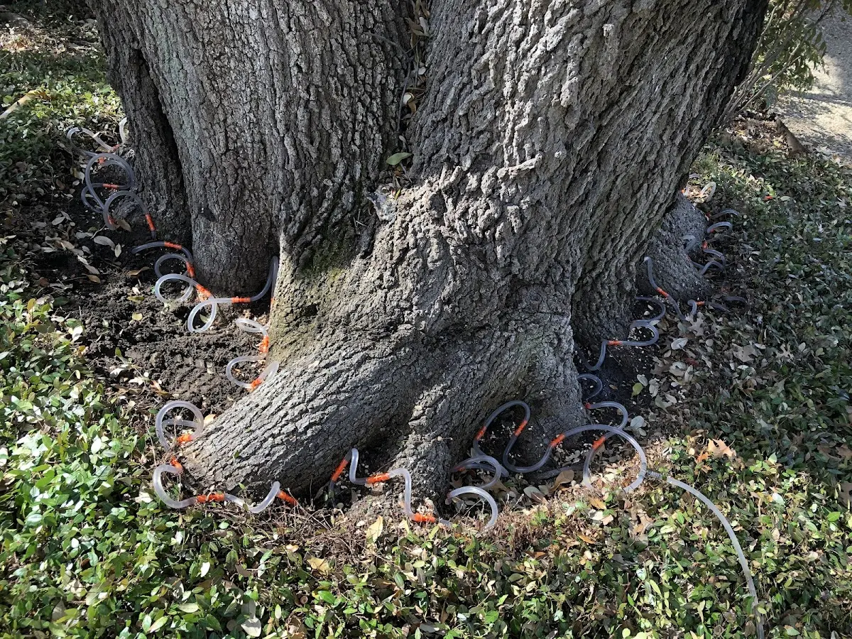 Detailed Tree Cabling and Bracing job site in Brackney
