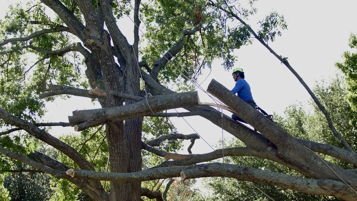 Professional Crown Thinning performed by certified arborists in Brackney