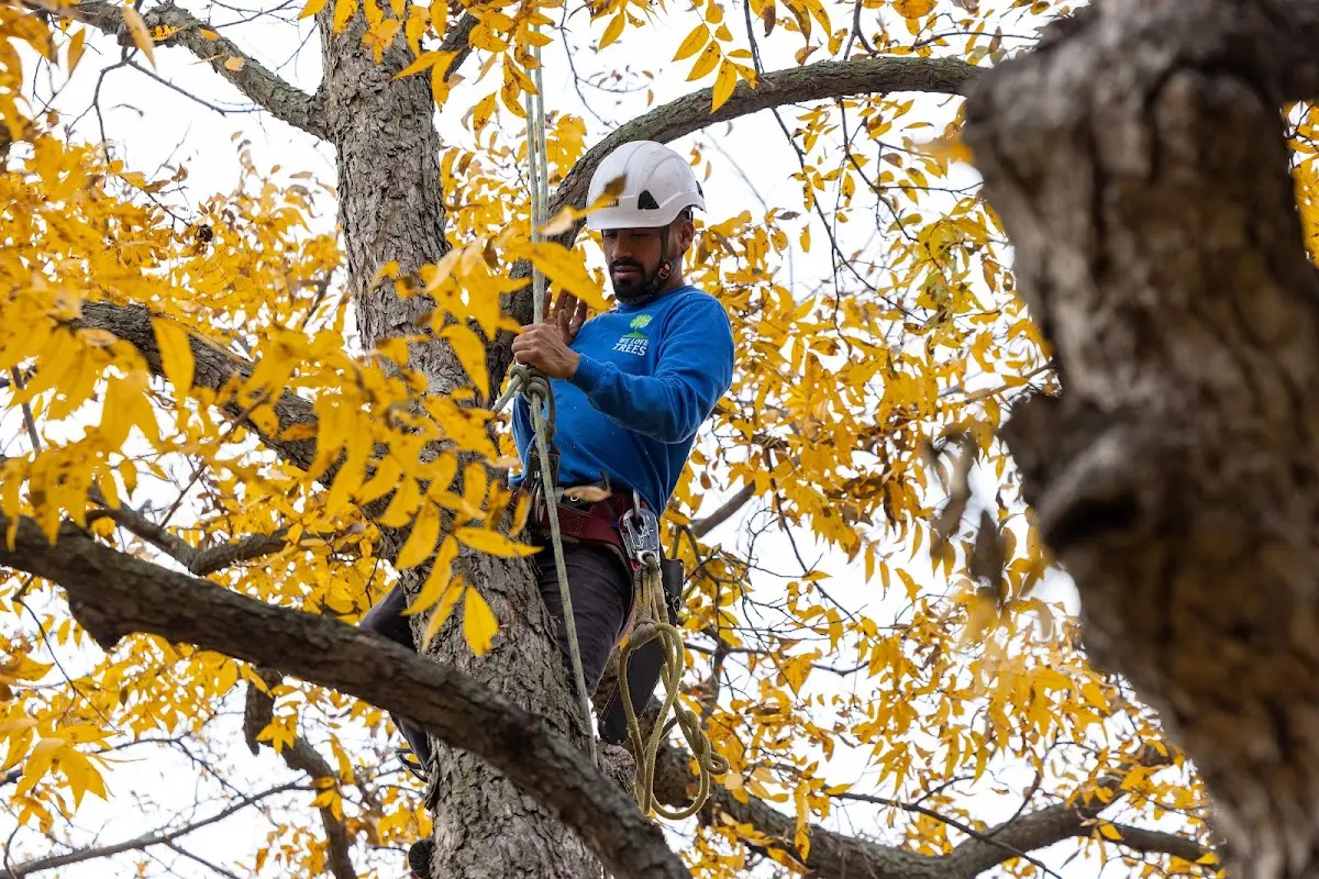 Skilled Tree Trimming crew working in Brackney