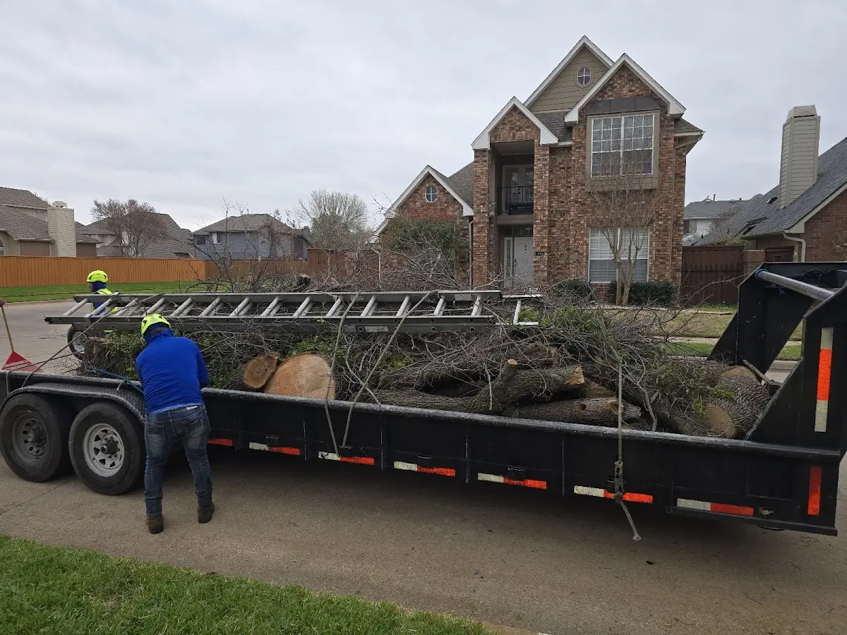 Expert Tree Removal with proper safety equipment in Brackney